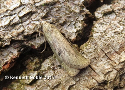 Aphomia sociella (bee moth)  Kenneth Noble